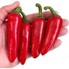 Tohumcumm Jalapeno Biber Tohumu Kırmızı Meksika Biberi Tohumu 10 Adet Tohum