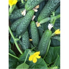 Tohumcumm Yerli Kornişon Salatalık Tohumu 15 Adet Tohum