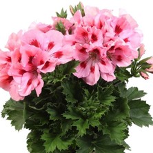 e-fidancim Pelargonium Grandiflorum Aristo Pink Sardunya Canan Çiçeği Fidesi (1 Adet)