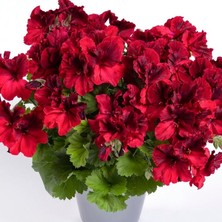 e-fidancim Aristo Deep Red Sardunya Canan Çiçeği Fidesi (1 Adet)