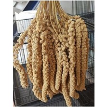 Vivid Bird Sarı Dal Darı 500 gr Çubuk Kuş Yemleri İçin Özel Besleyici İçerik