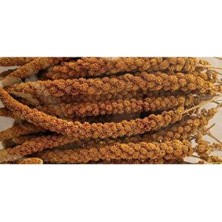 Yempark Dal Darı-Doğal Kızıl Tilki Kuyruk Iri Boy Daldarı 1kg ( Kızıl Dal Darıdır )