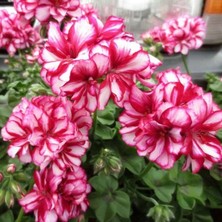 e-fidancim Nadir Bitki Katmerli Sarkan Grandeur Ivy Arctic Rose Sakız Sardunya Fidesi (1 Adet)