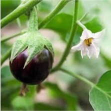 Tohumcumm Süper Paket Topak Patlıcan Tohumu  100'LÜ