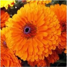 Tohumcumm 10 Adet Tohum Portakal Nergizi Çiçeği Tohumu Aynı Nergis Çiçeği Saksı Toprak Sürpriz Hediye Tohum