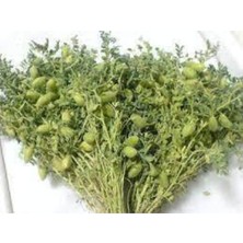 Tohumcumm 150 Adet Tohum Eko Paket Yeni Mahsül Geleneksel Nohut Tohumu Bol Verim Sürpriz Hediye Tohumla Gelir