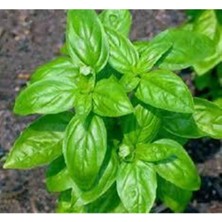 Tohumcumm Yeşil Yapraklı Fesleğen Çiçeği Tohumu Fesleğen Tohumu