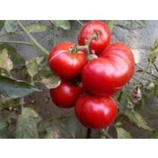 Tohumcumm Pembe Oturak Kıvırcık Salihli Domates Tohumu %100 Yerli