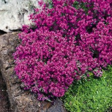 e-fidancim Soğuklar Dayanıklı Nadir Creeping Red Yayılıcı Kırmızı Kekik Fidesi (1 Adet)