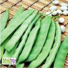 Tohumcumm 50 Adet Tohum Kılçıksız Sırık Ayşe Kadın Fasülye Fasulye Tohum Fasulye Tohum Hediye Tohumlu