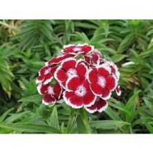 Tohumcumm 10 Adet Tohum Nadir Çin Karanfili Çiçeği Tohumu Çin Karanfil Çiçek Saksı Toprak Sürpriz Hediyeli