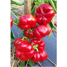 Tohumcumm 50 Adet Tohum Nadir Bulunan Kamber Domates Biber Tohumu Sürpriz Hediye Tohumlu