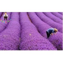 Tohumcumm Tohum Lavanta Çiçeği Tohum Mor Kokulu Ingiliz Saksı Toprak - 100 Adet