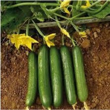 Tohumcumm 20 Adet Tohum Yerli Badem Salatalık Tohumu