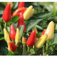 Tohumcumm Süper Paket Acı Burbiye Biber Tohumu 250 Adet