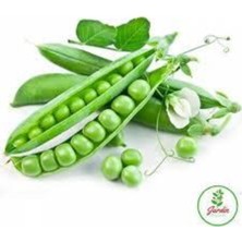 Tohumcumm 20 Adet Tohum Organik Orjinal Geleneksel Bezelye Tohumu Sürpriz Hediye Sebze Tohumu