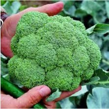 Tohumcumm 20 Adet Tohum Yeşil Brokoli Tohumu Yeni Sezon Sürpriz Hediye Tohumla Gönderilir