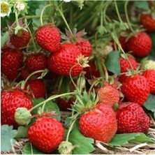 Tohumcumm 30 Adet Tohum Orjinal Organik Çilek Tohumu Doğal Çilek Tohumu Saksı Toprak Hediyeli Sürpriz Hediye