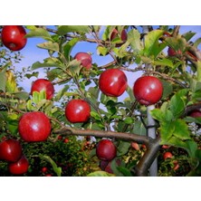 Tunç Botanik FUJİ KİKU ELMA FİDANI 5 ADET - AŞILI VE TÜPLÜ