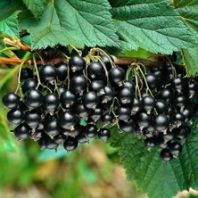 Tunç Botanik KOKULU FRENK ÜZÜMÜ FİDANI 3 ADET