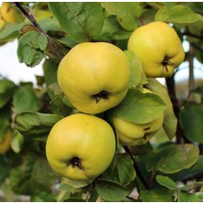 Eşme Ayva Fidanı 5 Adet - Tüplü ve Aşılı