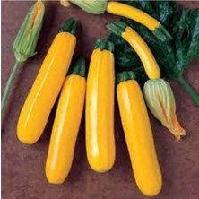 Tohumcumm 3 Adet Tohum Sarı Endonezya Altın Kabak Kolsuz Sarı Kabak Tohumu