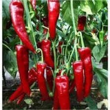 Tohumcumm 50 Adet Tohum Kırmızı Kapya Biber Tohumu Etli Pat Biber Kebaplık Biber Sürpriz Hediye Tohumlu