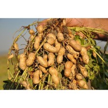 Tohumcumm Organik Yediveren Yer Fıstığı Tohumu 10 Adet Yerfıstığı