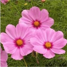 Tohumcumm 20 Adet Tohum Kosmos Çiçeği Tohumu Cosmos Çiçek Tohumu Saksı Toprak Hediye Tohumla Gönderilir