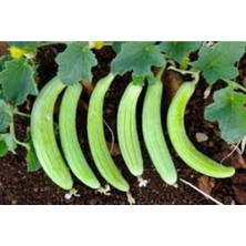 Tohumcumm 15 Adet Organik Acur Tohumu + Saksı Toprak