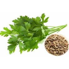 Tohumcumm 4 Lü Set Maydanoz Tohumu Dere Otu Tohumu Turp Tohumu Roka Tohumu Sebze Tohumu 400 Adet