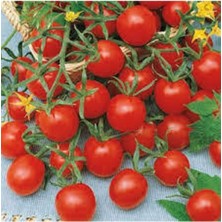 Tohumcumm 15 Adet Tohum Nadir Ithal Pinpon Domates Tohumu Ata Tohum Sürpriz Hediye Tohum