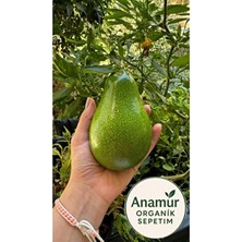 Avokado 2 kg ( Büyük Boy )