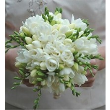 Fmt Tohumculuk 5 Adet Beyaz Renkli Frezya Çiçeği Soğanı Türkiye Menşeli Özel Özellikler