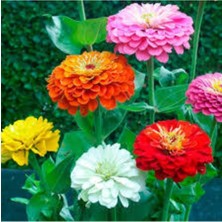Tohumcumm Zinna Çiçeği Tohumu 20 Adet