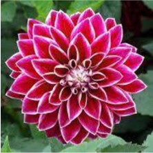 Tohumcumm 10 Adet Tohum Dev Hollanda Dehlia Çiçeği Yıldız Çiçeği Tohumu Saksı Toprak Süerpriz Hediye Tohumludu