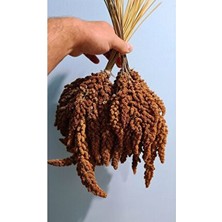 Vivid Tilki Kuyruğu Kızıl Dal Darı 250 gr Çubuk Kuş Yemleri Muhabbet Kuşu İçin Yeni Mahsül