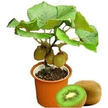 Tohumcumm Bodur Bonsai Kivi Ağacı Tohumu Yeşil Tatlı Kivi Ağacı Tohumu 5 Adet Tohum
