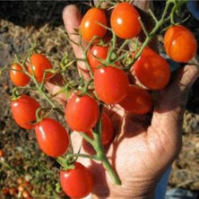 Tohumcumm Çeri Domates Tohumu Saksılık Zeytin Domates Tohumu 20 Tohum + Saksı Toprak