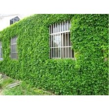 Tohumcumm 20 Adet Japon Sarmaşık Tohumu