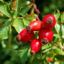 Tunç Botanik KUŞBURNU FİDANI 10 ADET - Rosa Canina