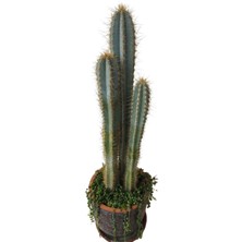 3 Dallı Ceraus Azureus Sütun Ithal Mavi Kaktüs