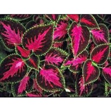 Tohumcumm 5 Adet Tohum Nadir Yaprağı Güzel Çiçeği Tohuımu Güzel Yapraklı Saksıtoprak Sürpriz Hediye Tohum