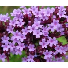 Tohumcumm 5 Adet Tohum Mine Çiçeği Tohumu Karışık Mine Çiçeği Tohumu Saksı Toprak Sürpriz Hediye Tohumla