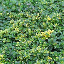 e-fidancim Aromatik Lemon Cascata Yayılıcı Kekik Fidesi (1 Adet)