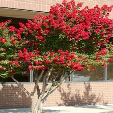 Dh Store Kırmızı Oya Ağacı Fidanı 1 Yaşında (40-50 Cm) Ithal