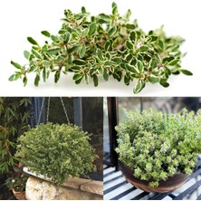 e-fidancim Aromatik Lemon Gold Yayılıcı Kekik Fidesi (1 Adet)