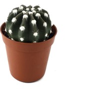 Betonish Echinopsis Subdenudata (Kaktüs)