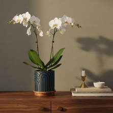 By Tridome Norla Dekoratif Vazo - Zümrüt Yeşil / Ahşap Tabanlı