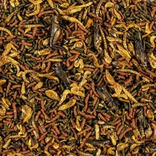 Tropical Soft Line Carnivore 500 Gram Kovadan Bölme